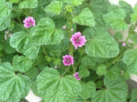 20120508-123628.jpg